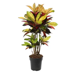 Croton 'Iceton': H80cm pot D24cm