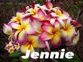Plumeria rubra "jennie" (frangipanier) pot de 2 litres ? 20/30 cm - couleur floraison:blanc/jaune/rose