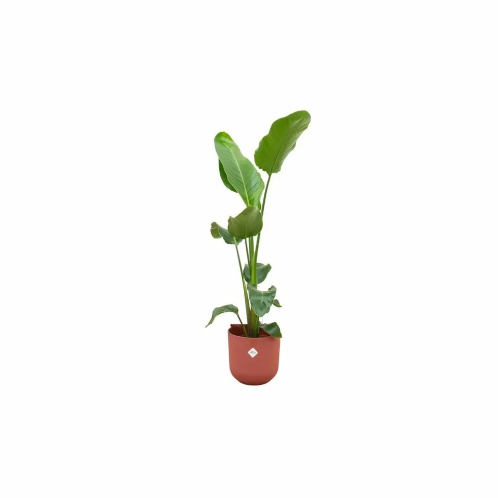 Strelitzia nicolai 120 cm et son pot rouge 23cm - hauteur 120cm